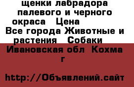 щенки лабрадора палевого и черного окраса › Цена ­ 30 000 - Все города Животные и растения » Собаки   . Ивановская обл.,Кохма г.